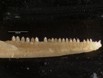 Media type: image;   Herpetology R-61107